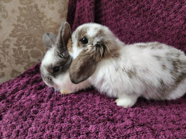 Holland Lop bunnies New Litter! Ready Now!