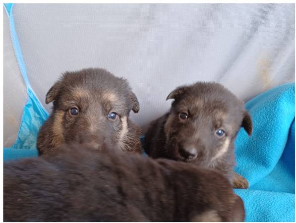 Shepherd/Mastiff Puppies for rehoming