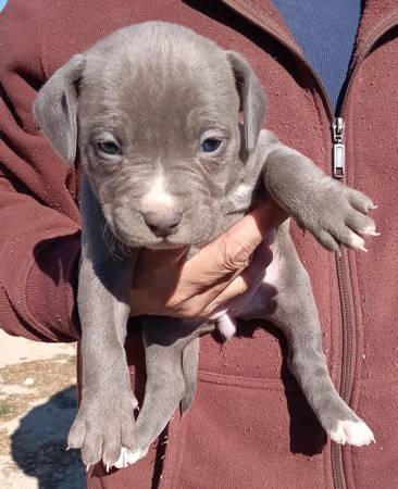 Pitbull/XL bully puppies