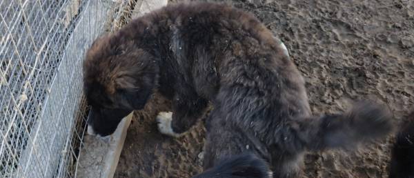 Livestock Guardian Pup