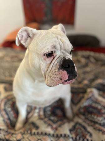 Deaf Olde English Bulldog In Need of Home