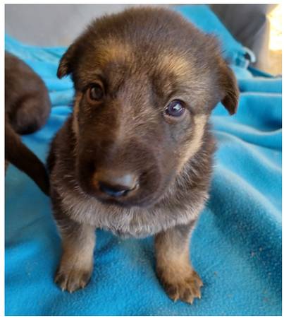 Shepherd/Mastiff Puppies for rehoming