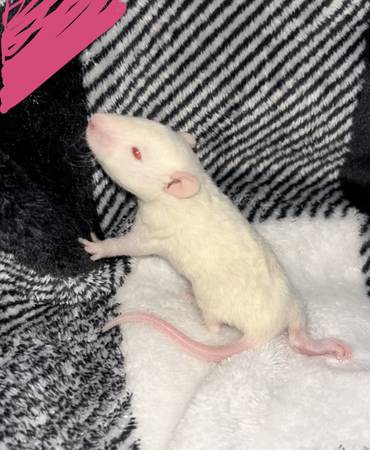 Baby curly hair rats