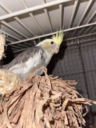 cockatiel pairs