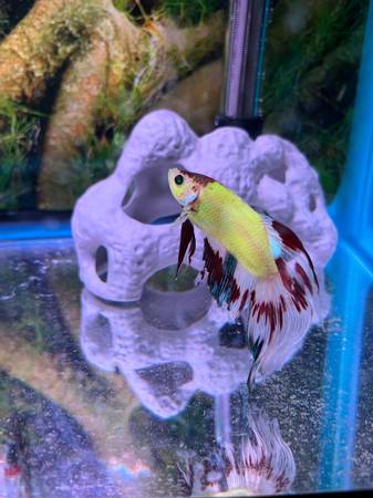 Sick betta fish needs rescue