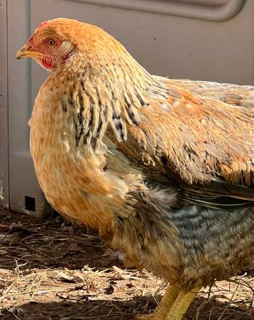 Chickens – Dixie Rainbow Laying hens