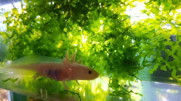 Leucistic Axolotl Juveniles