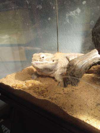 Bearded Dragon with tank and supplies