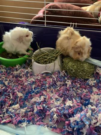 Just weaned Guinea pigs