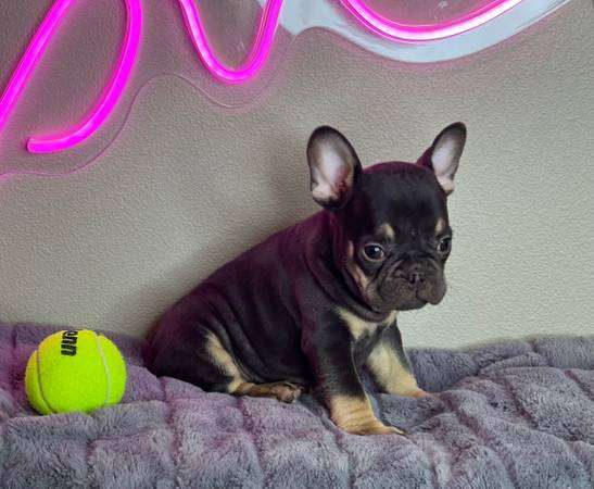 frenchie puppy!