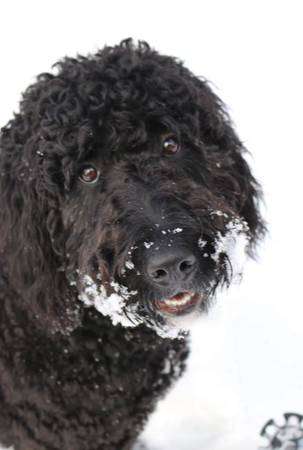 Labradoodle puppy