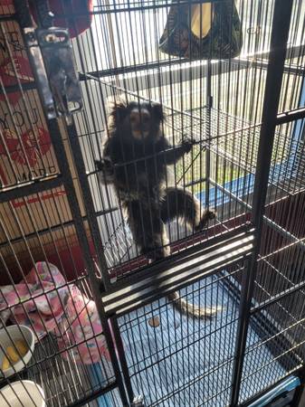 Female marmoset monkey