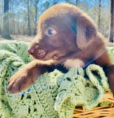 Aussiedor Pups