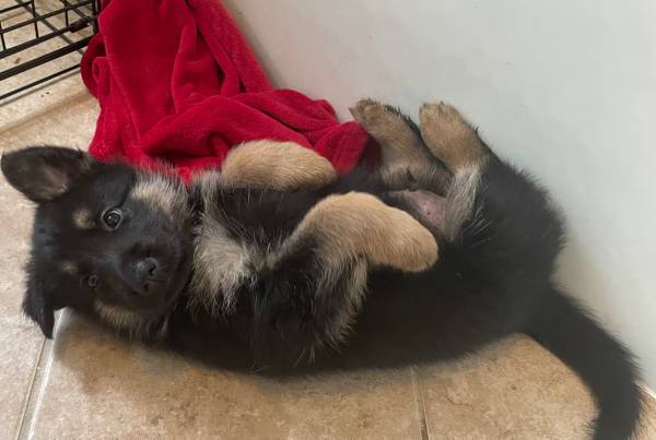 CKC German shepherd puppies