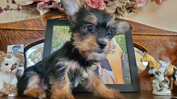 cutest male Shorkie puppy