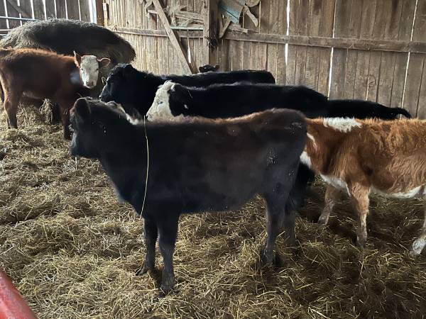 Weaned beef calfs