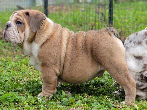 Male English Bulldog Puppy 1500