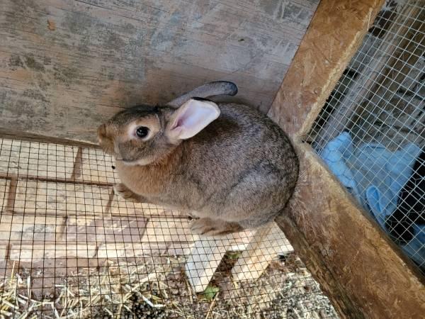 New Zealand Rabbits