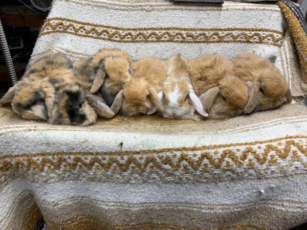 holland lop bunnies rabbits