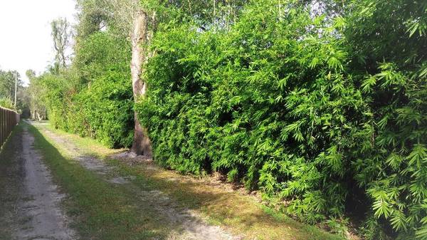 Seabreeze Bamboo Plants For Privacy Hedge, Windbreak, Shade, 7 Gallon