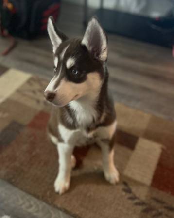 Female Husky 11 weeks old