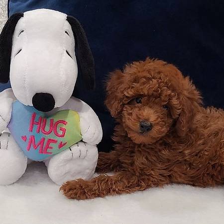 AKC Male Toy poodles