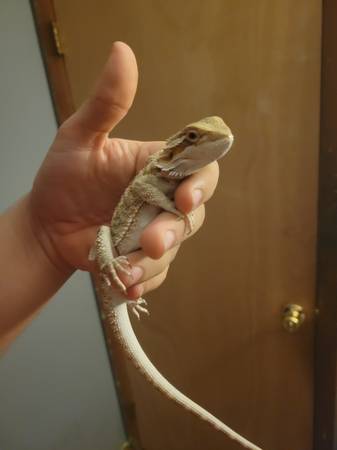 juvenile bearded dragon