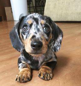 Miniature dachshund male