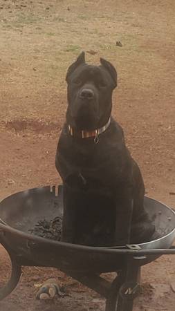 CANE CORSO