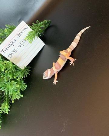 Geckos and skink needing new homes