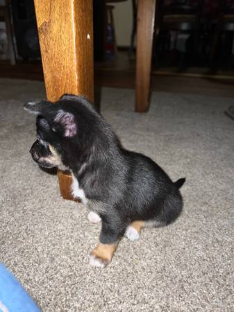 Tricolor Chihuahua