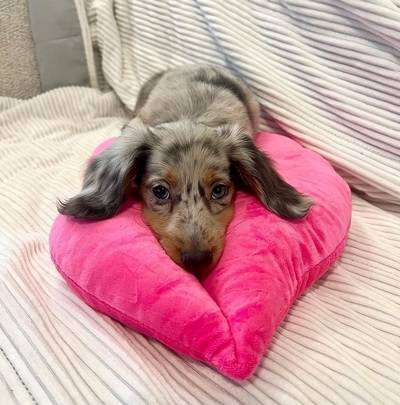 DACHSHUND-Dog-pure breed