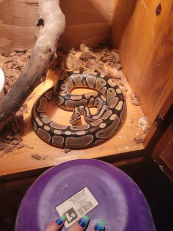 Female Ball Python