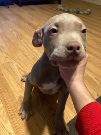 pitbull puppys