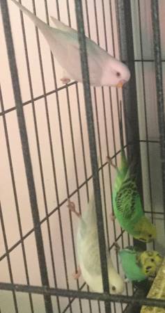 Parakeets trade for hens/poultry