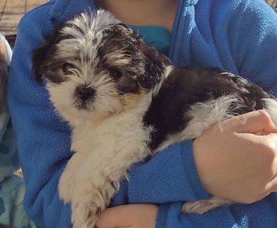 shorkie puppy