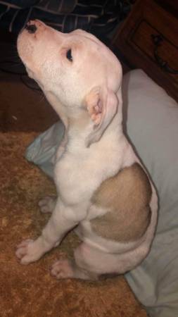 For sale: Dogo Argentino & Pitbull mix puppies