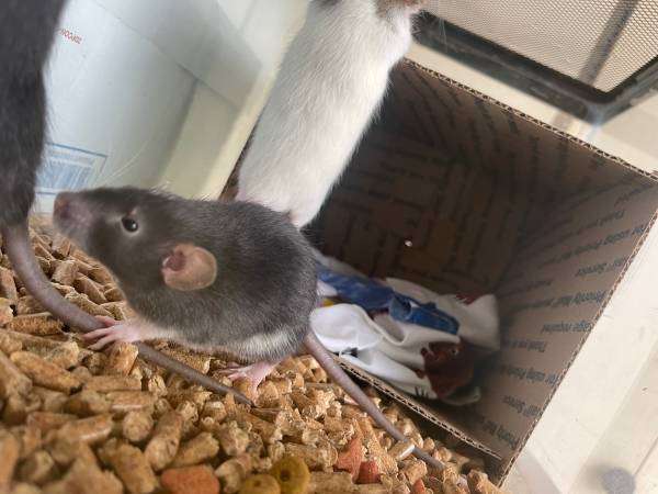 pet rats