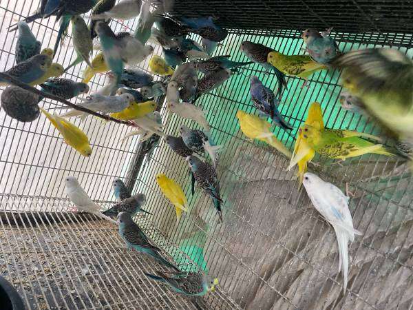 30 Parakeets available