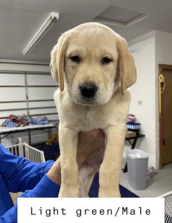 yellow lab puppies