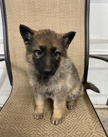 AKC German Shepherd females