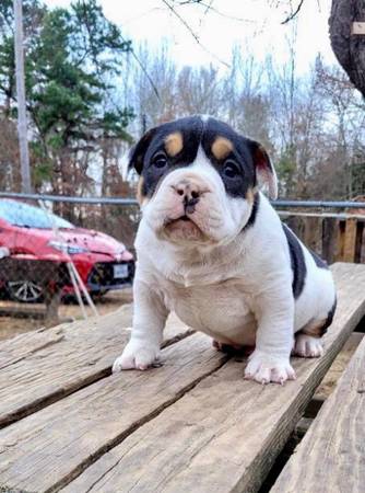 American Bully