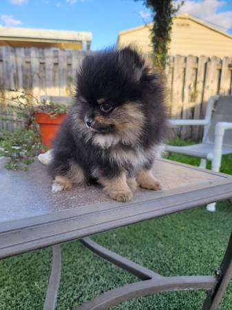 Pomeranian puppy