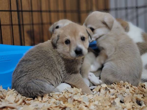 Golden Retriever Mix Puppies