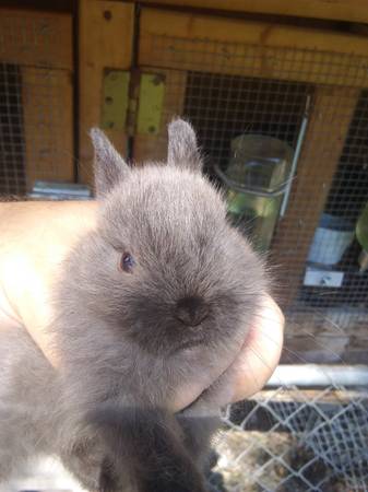 Netherland Dwarf Rabbits for Rehoming $60