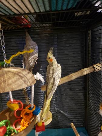 Baby Pearl Cockatiels