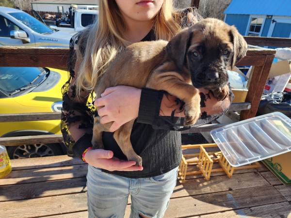 English mastiff puppies