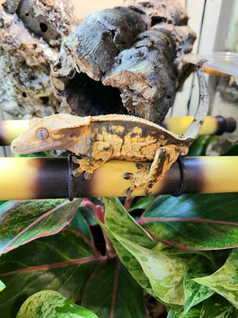 Crested Gecko