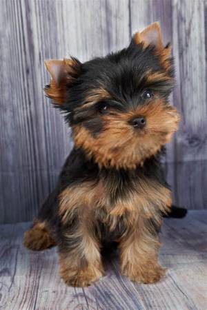 large breed yorkie dog