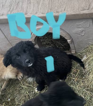 GERMAN SHEPHERD – PYRANEES – LAB Cross pups puppies.